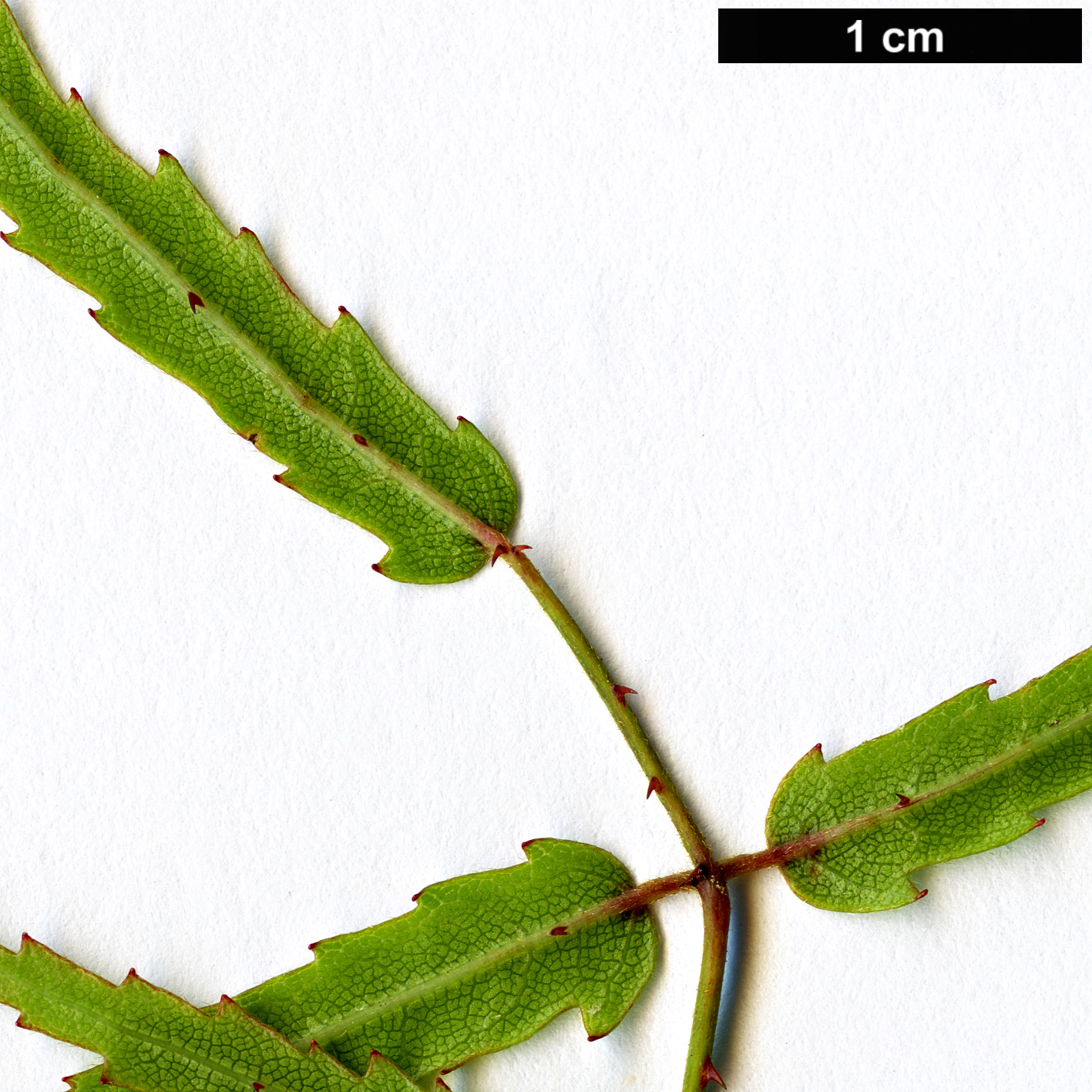 High resolution image: Family: Rosaceae - Genus: Rubus - Taxon: schmidelioides - SpeciesSub: var. pauperatus